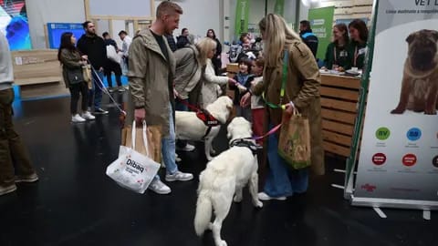 Guía de planes y locales pet-friendly en A Coruña
