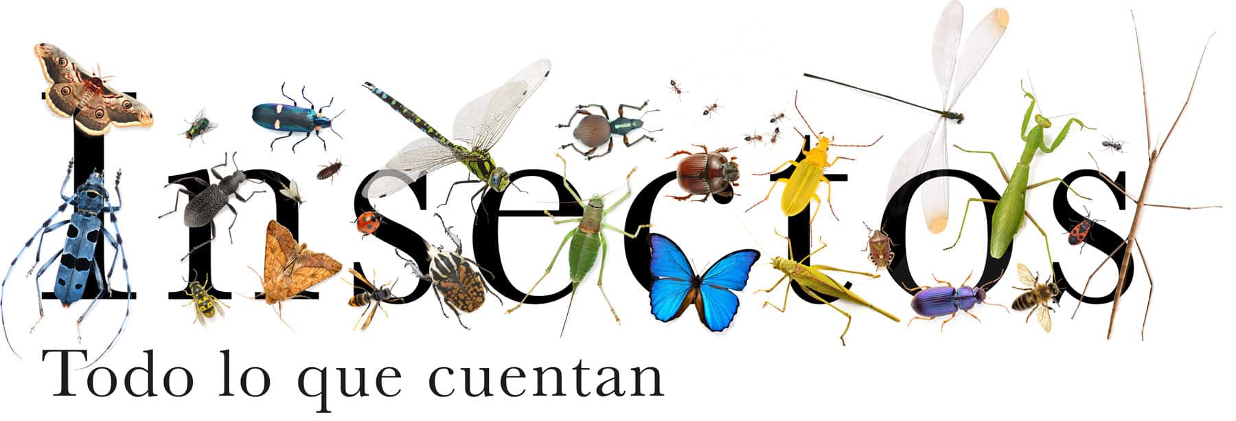 Insectos. Todo lo que cuentan