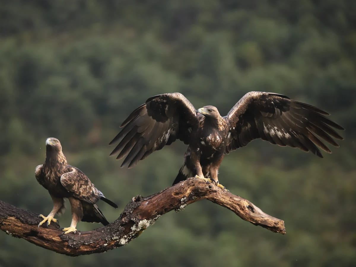 Águila real, la reina de Álava