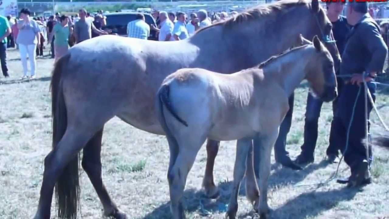 Feria de ganado equino de San Fermín 2026
