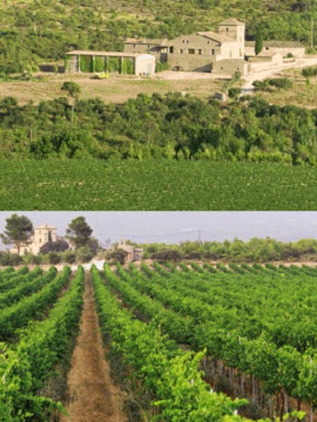 La Vendimia del Bages también se vive en Manresa