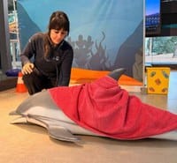Jugatecambiental: delfines y microplásticos en la playa