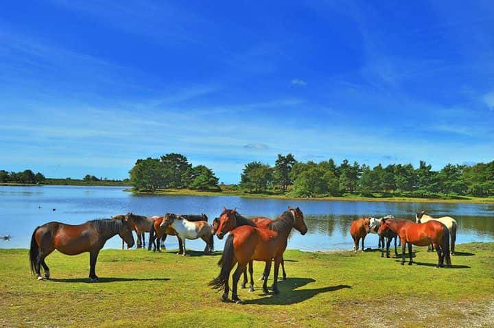 A Day in Brockenhurst: From Bournemouth to the New Forest