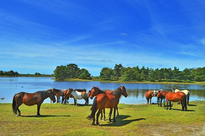 A Day in Brockenhurst: From Bournemouth to the New Forest