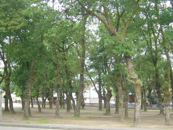 3.200 comensales en la Festa do Carneiro de Moraña