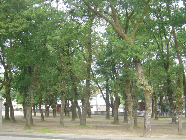 3.200 comensales en la Festa do Carneiro de Moraña