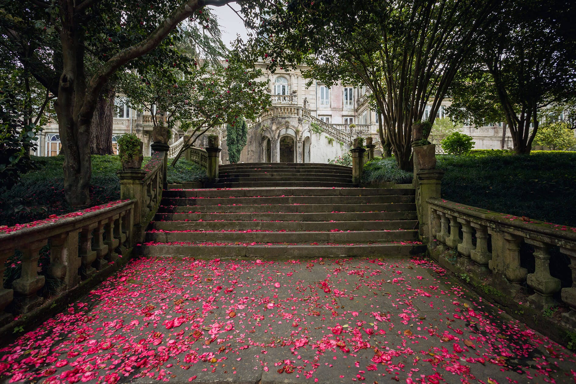 Ruta de las Camelias en Flor