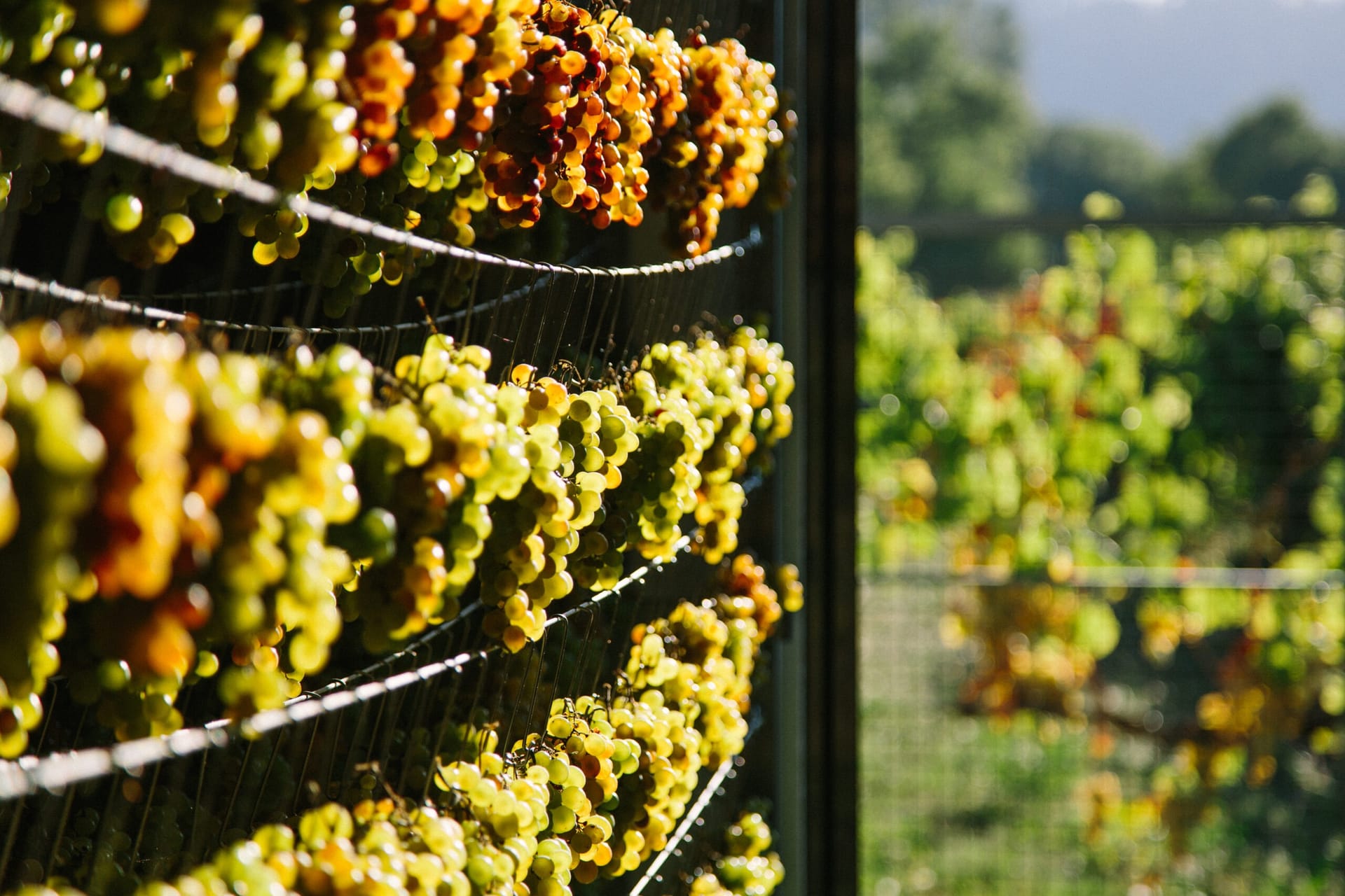 Presentación y cata de Celme Novo, vino blanco ecológico con ADN vigués