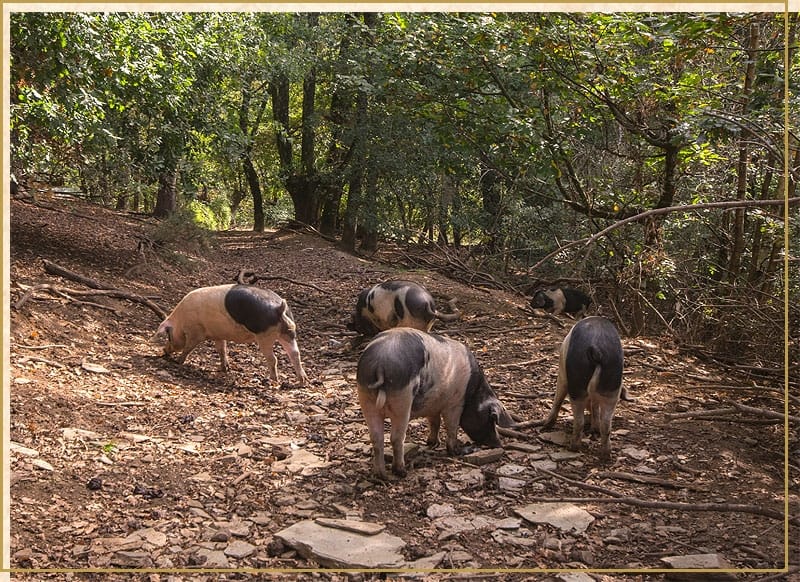 Producións agroforestais proxecto AF4EU