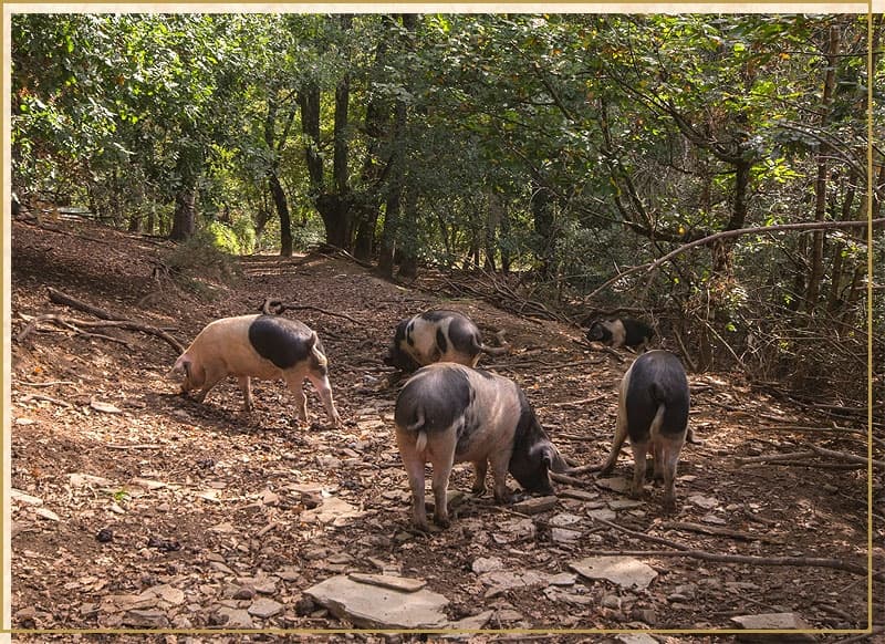 Producións agroforestais proxecto AF4EU
