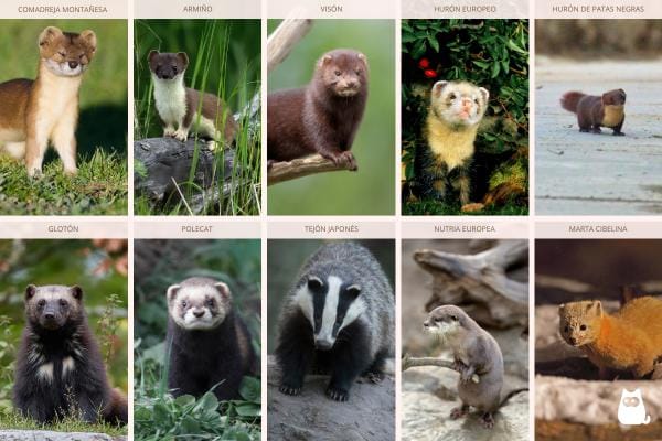 Concierto de Mustélidos