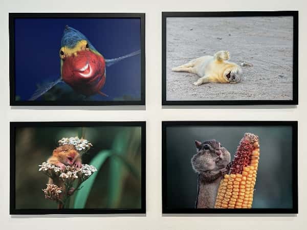 Comedy Wildlife: la fotografía más divertida en A Coruña