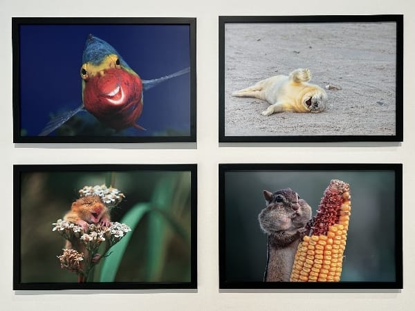 Comedy Wildlife: la fotografía más divertida en A Coruña