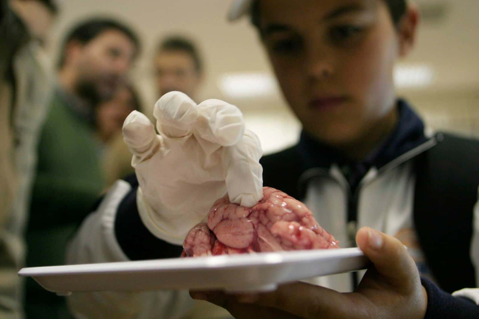 CerebrUS Divulga - Ciclo de charlas de neurociencia