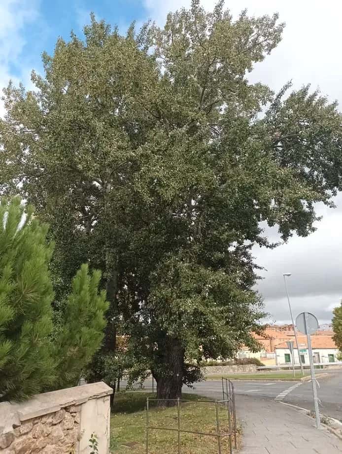 Tu Árbol Segoviano