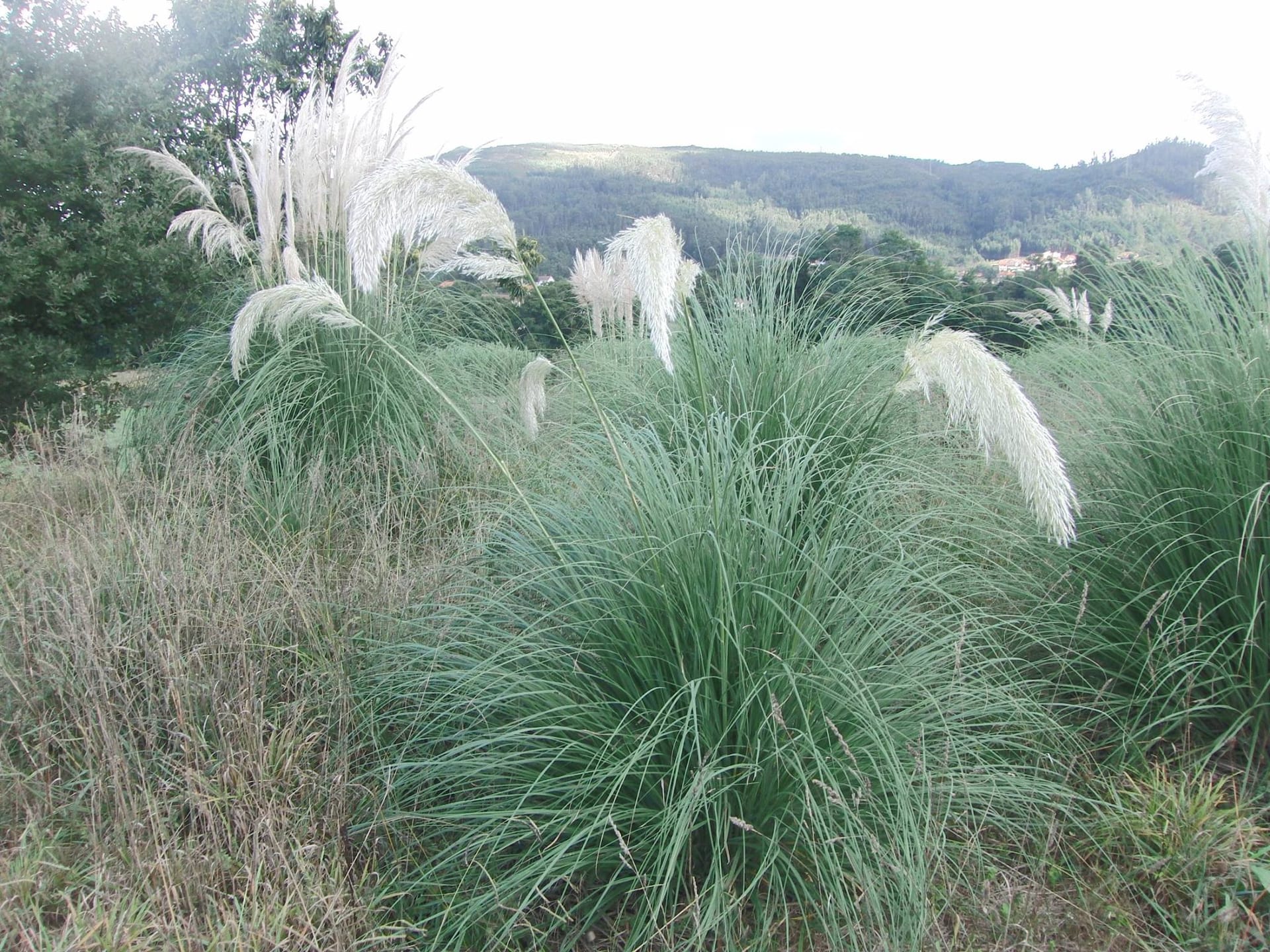 Jornada de erradicación de la hierba de la pampa