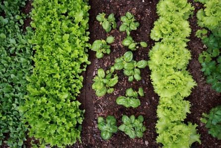 Taller - Huerto vertical