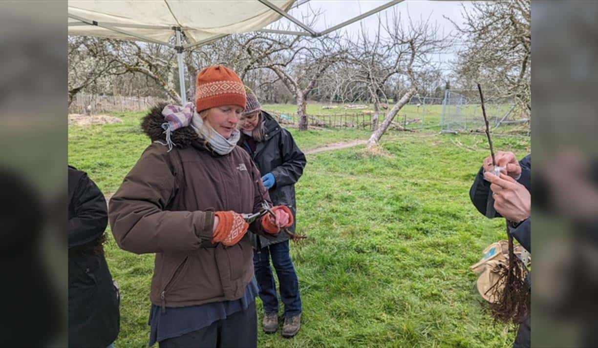 Fruit Tree Grafting