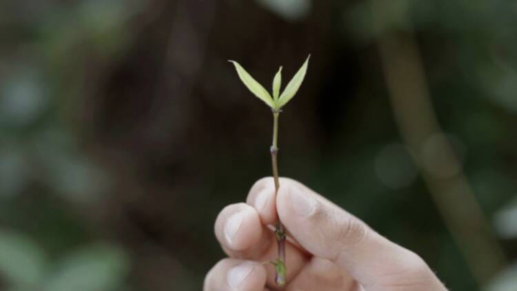 Lúa Coderch. Señala un punto (fuera del perímetro de la sección de un árbol para indicar que viene del futuro)