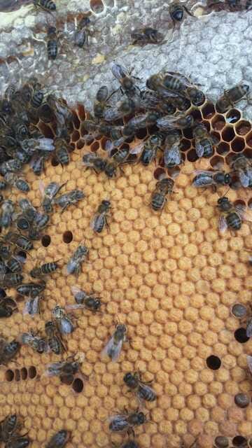Abeja negra: raza autóctona