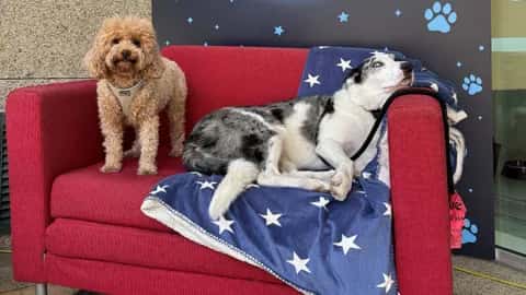 Cine de verano petfriendly - OUFF