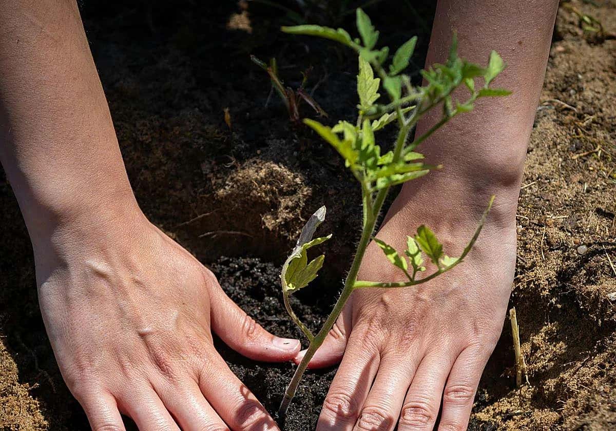 Entrega gratuita de plantas de tomate de variedades antiguas