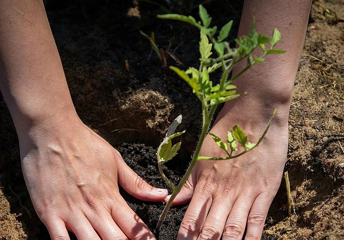 Entrega gratuita de plantas de tomate de variedades antiguas