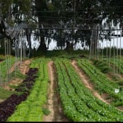 Curso básico sobre agricultura biointensiva: producción de alimentos a pequeña escala de forma autosuficiente