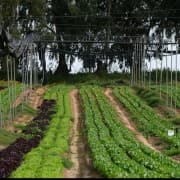 Curso básico sobre agricultura biointensiva: producción de alimentos a pequeña escala de forma autosuficiente