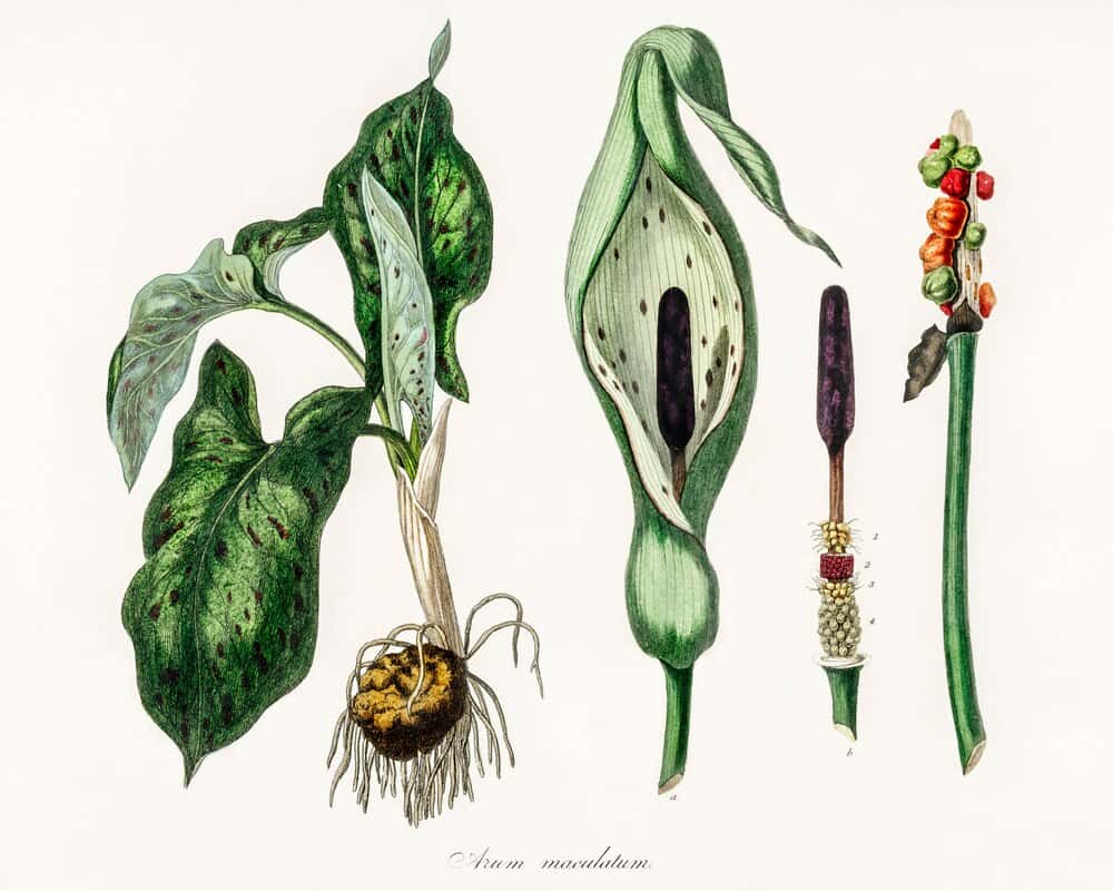 Ellas ilustran botánica: arte y ciencia en el CDAN