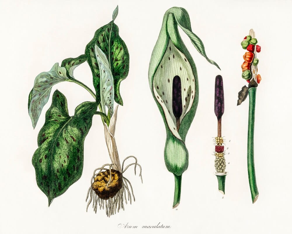 Ellas ilustran botánica: arte y ciencia en el CDAN