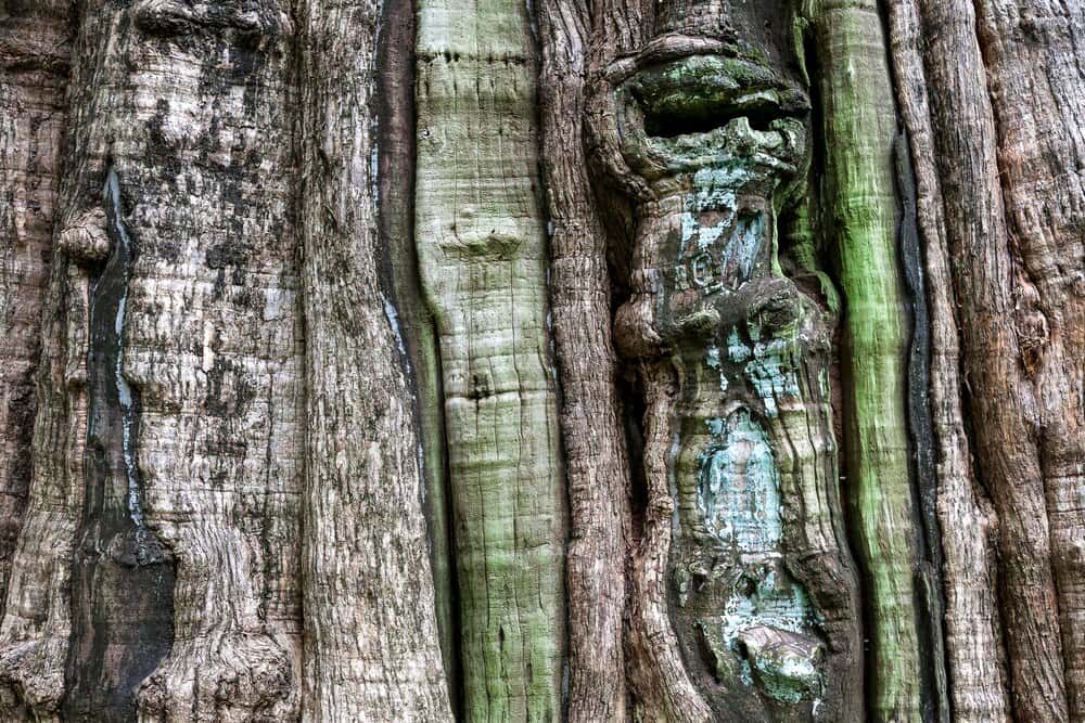 Todo árbol tiene su raíz