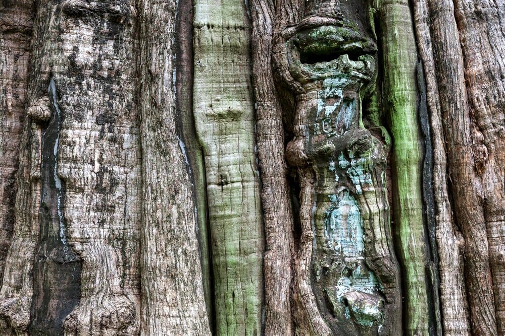 Todo árbol tiene su raíz