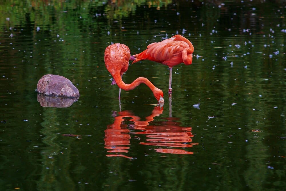 Flamencos y naturaleza en la Dehesa de Abajo
