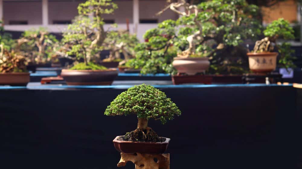 Exposición: Bonsái: arte, paciencia y naturaleza