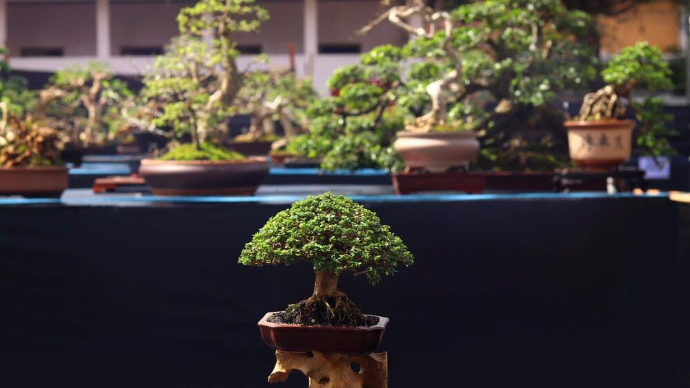 Exposición: Bonsái: arte, paciencia y naturaleza