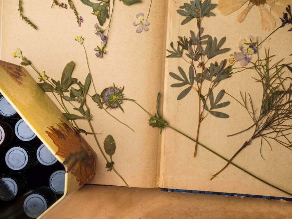 La botànica en l'art. Les plantes a les col·leccions del Museo del Prado