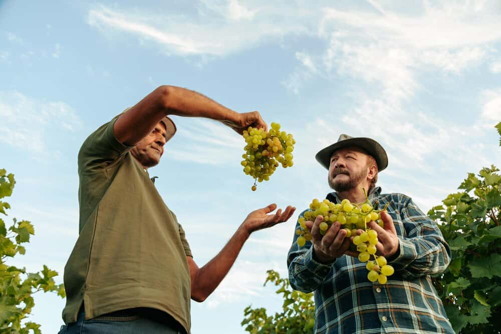 Día de Viñeros en Moclinejo: vino y uva el 13 de septiembre
