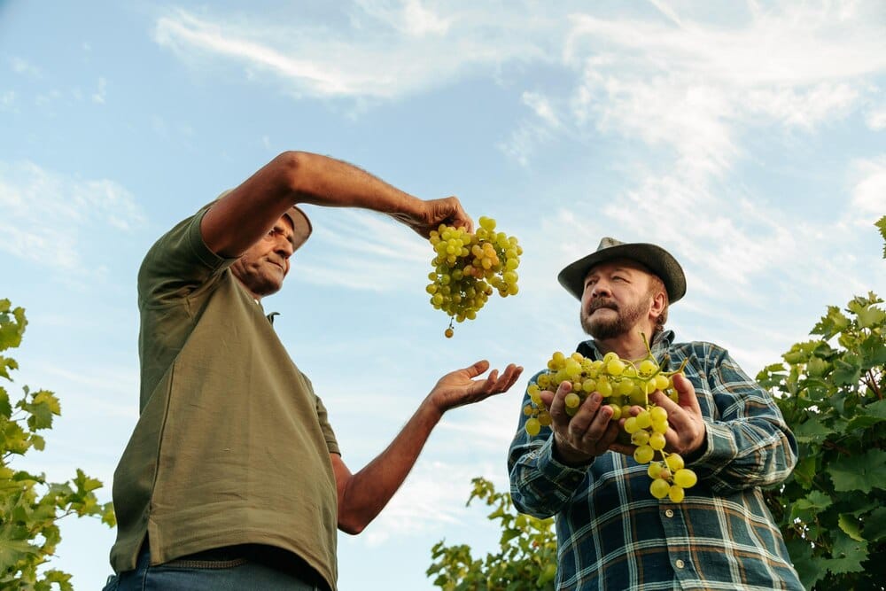 Día de Viñeros en Moclinejo: vino y uva el 13 de septiembre