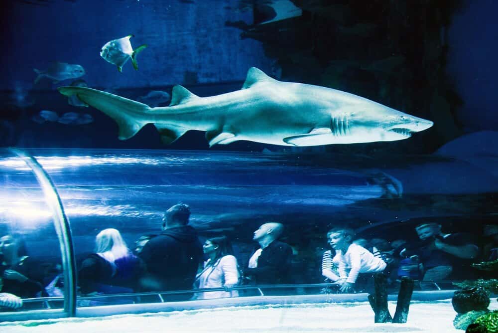 From Fossils to Fins