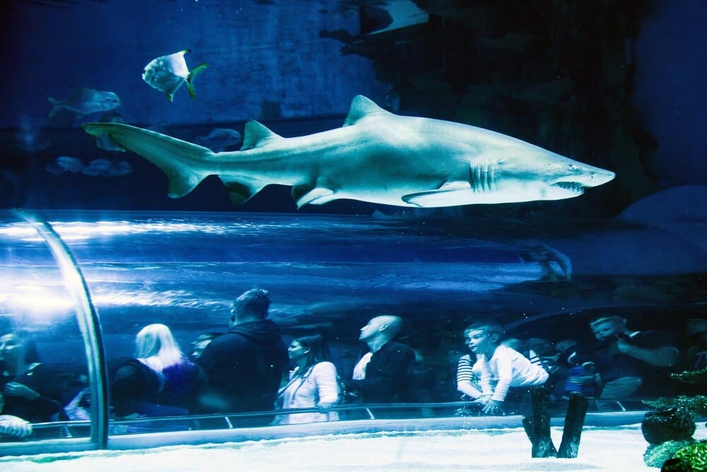 From Fossils to Fins