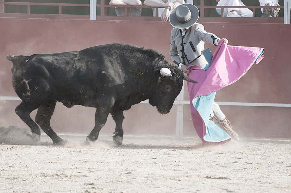 Boadilla: encierros, recortes y toros en las fiestas