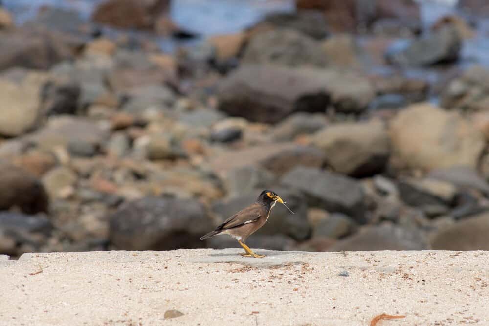 Observación de aves y fauna en la costa de Ferrol