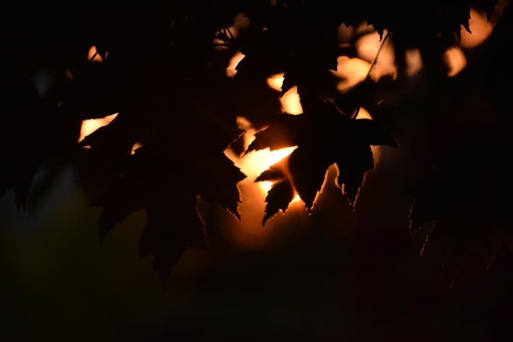 San Martiño y Magosto en A.V. de Sampaio