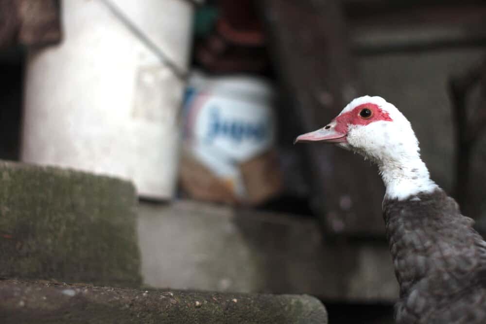 El regreso de las aves a los fosos de La Taconera