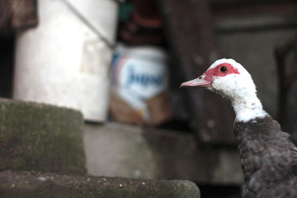 El regreso de las aves a los fosos de La Taconera
