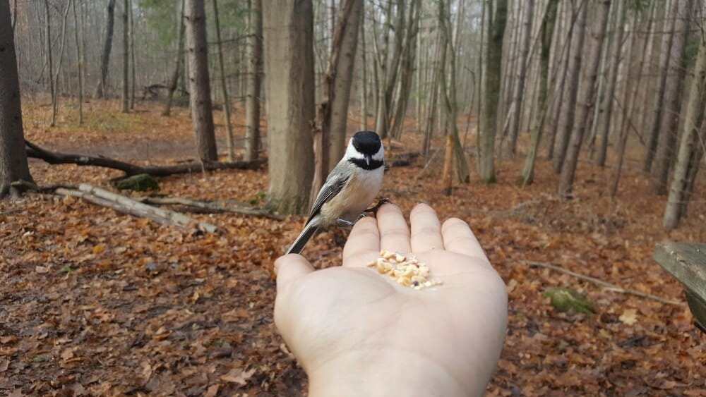 Taller de anillamiento científico de aves