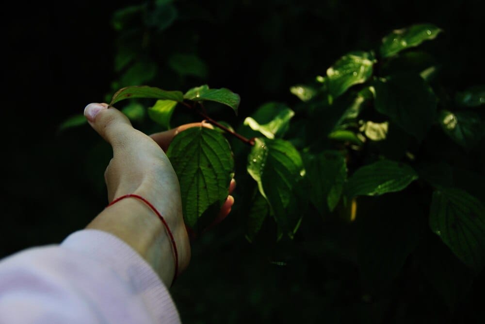 Planta a semente de Europa (Entrega de castaños)