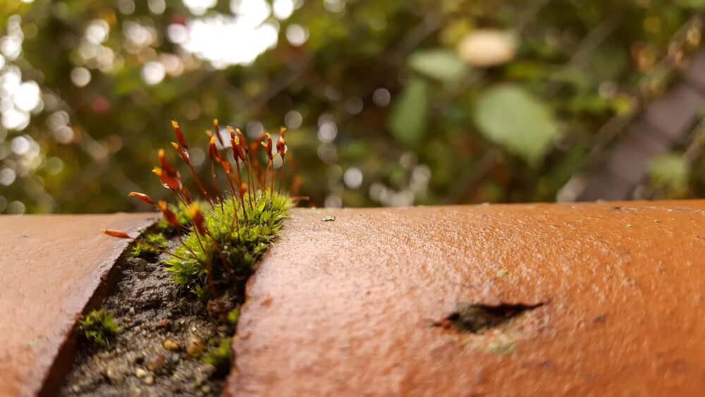 Charlas divulgativas sobre la avispa asiática en Villaperez