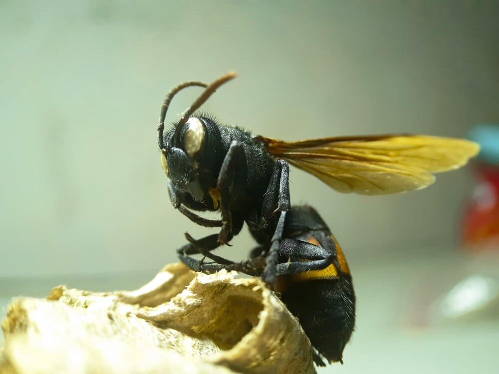 Charlas divulgativas sobre la avispa asiática en Centro Social San Esteban